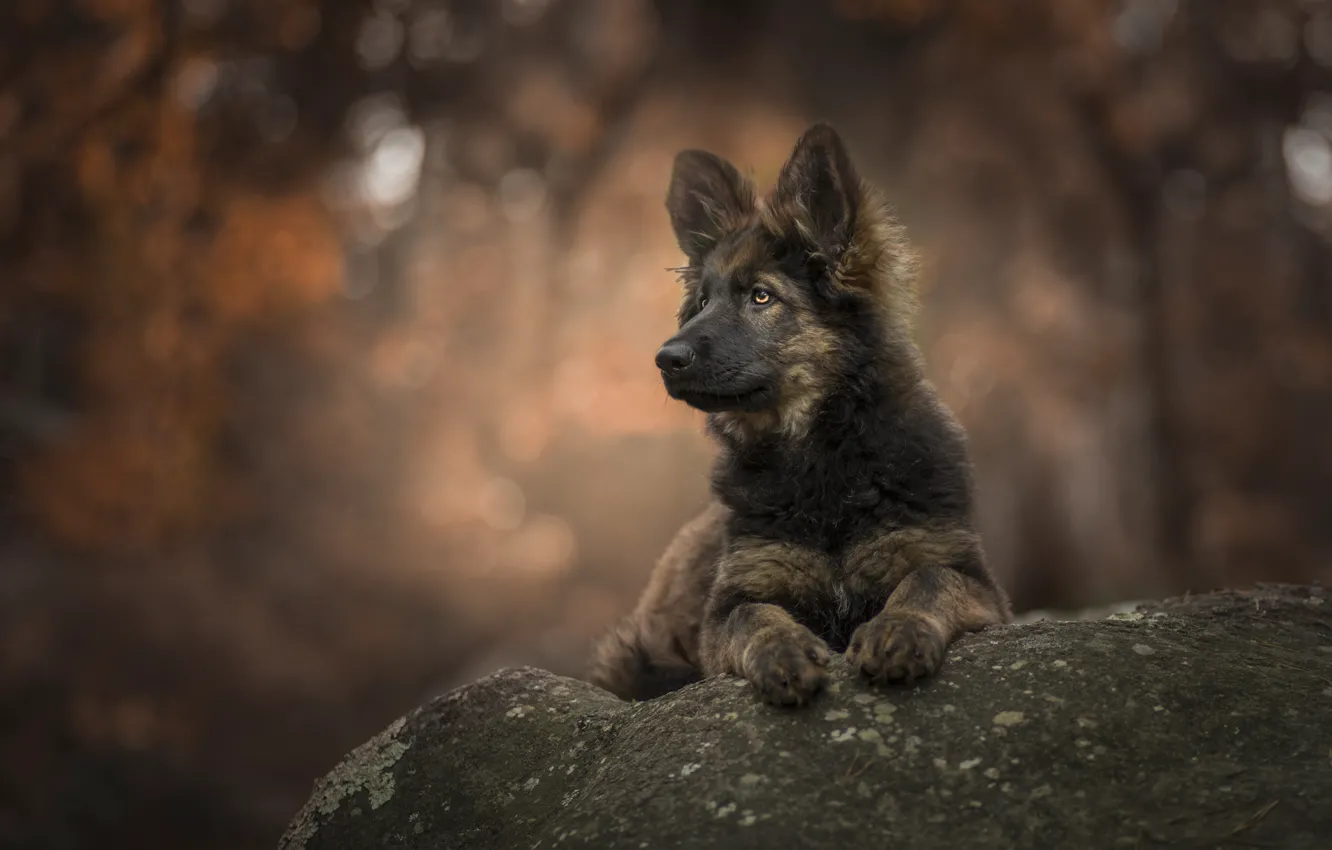 Фото обои камень, щенок, боке, Puppy love