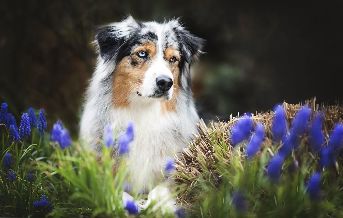 Фото обои цветы, друг, собака, весна, австралийская овчарка, аусси