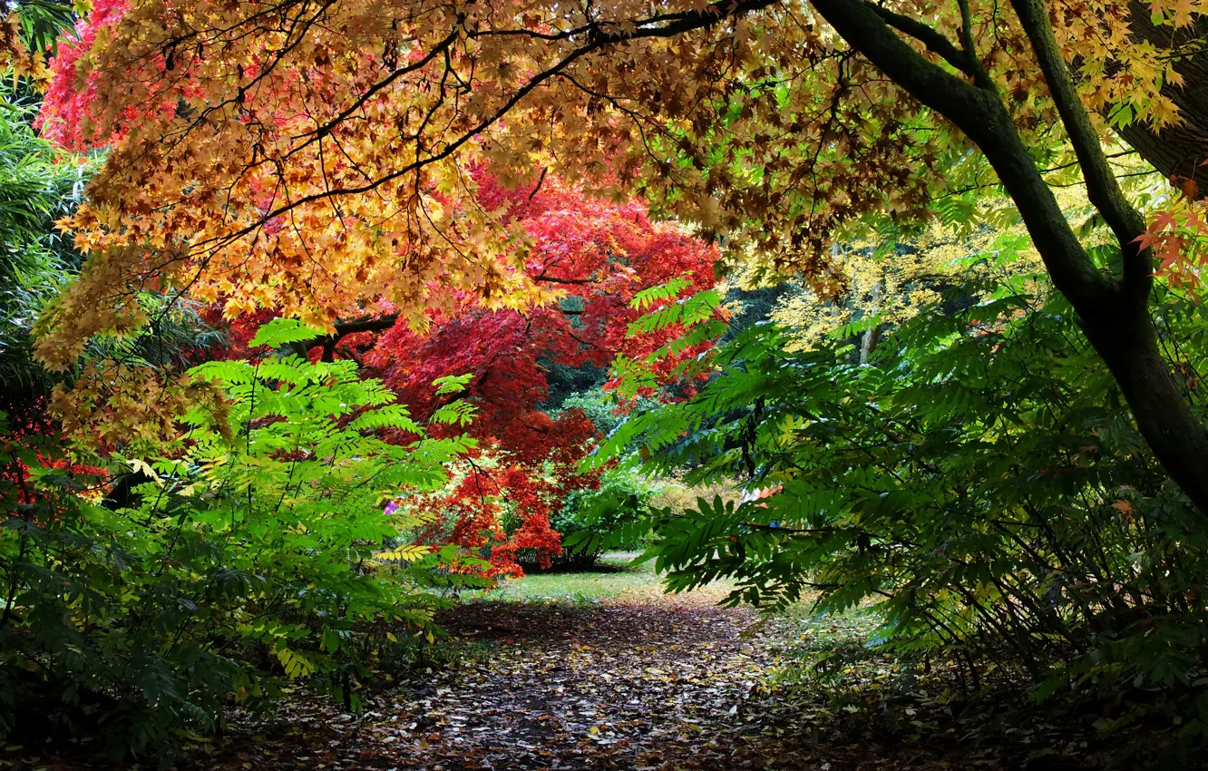 Фото обои осень, листья, деревья, парк, Великобритания, кусты, красочно, Уэстонберт-Арборетум