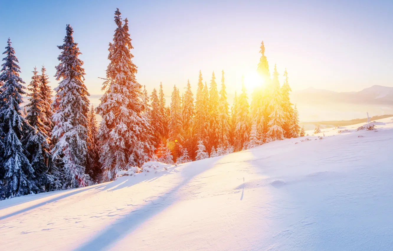 Фото обои Природа, Зима, Снег, Ель, Пейзаж, Времена года
