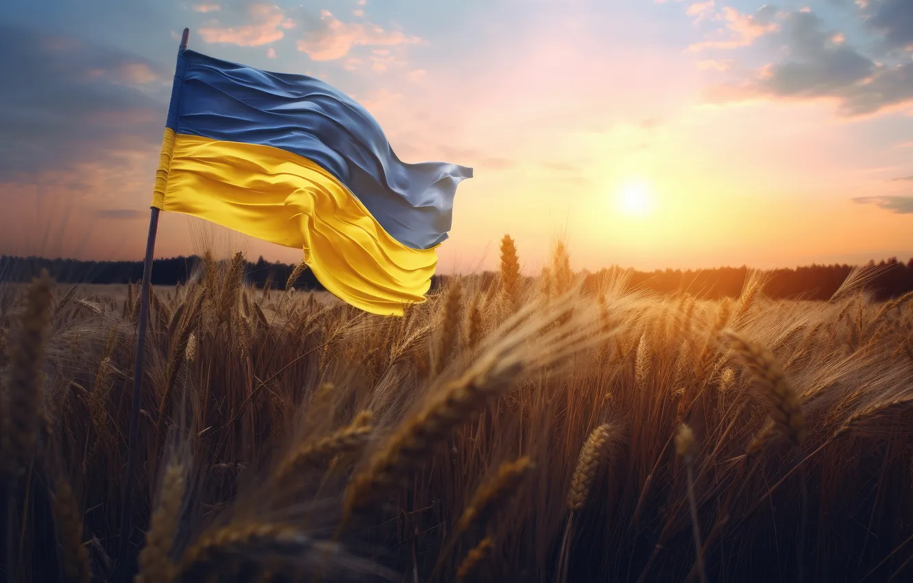 Фото обои yellow, blue, flag, Ukraine, wheat