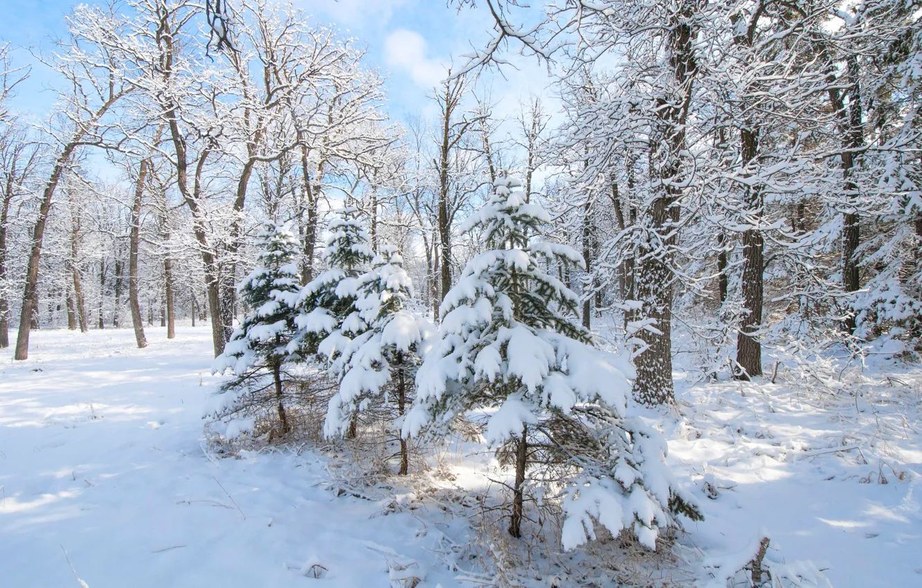 Фото обои зима, лес, снег, деревья, елка, ель