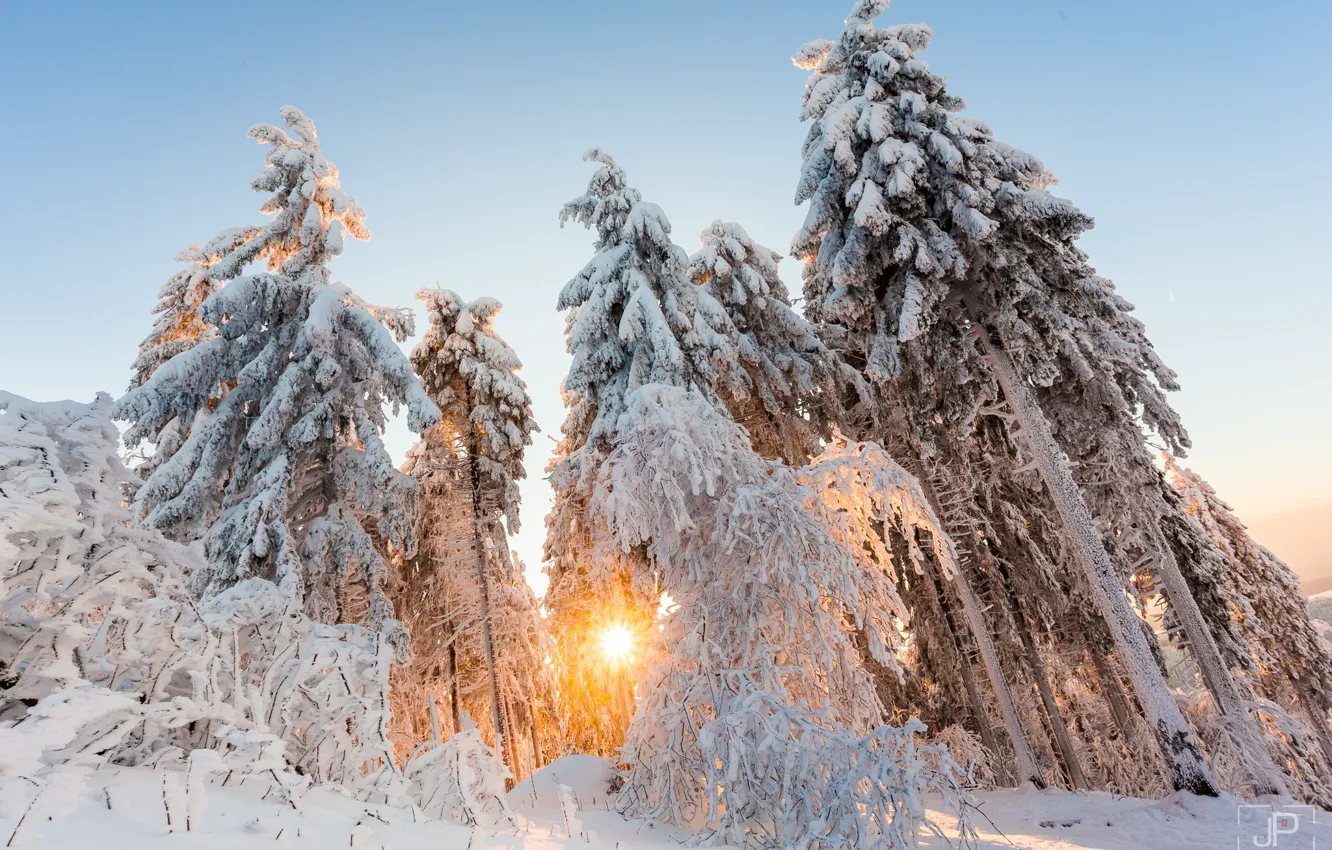 Фото обои зима, лес, солнце, свет, снег, деревья, природа