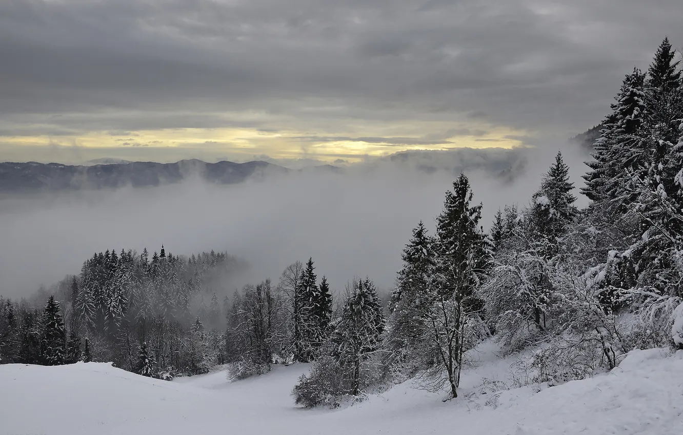 Фото обои снег, деревья, горы, туман