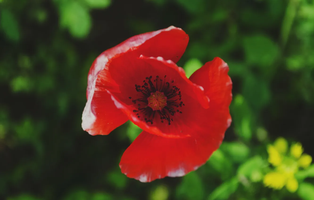 Фото обои цветок, красный, мак, лепестки