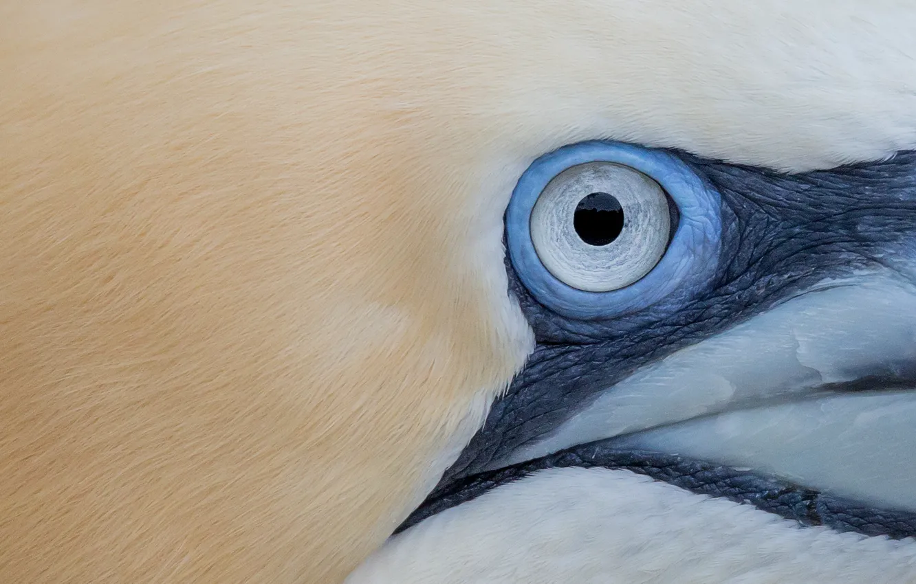 Фото обои bird, eye, gannet