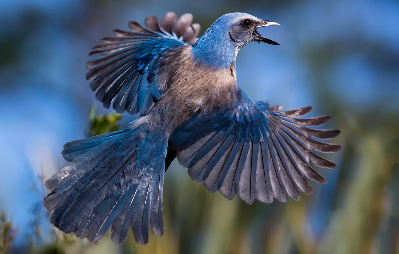 Фото обои птица, крылья, перья, хвост, сойка, Голубая кустарниковая сойка