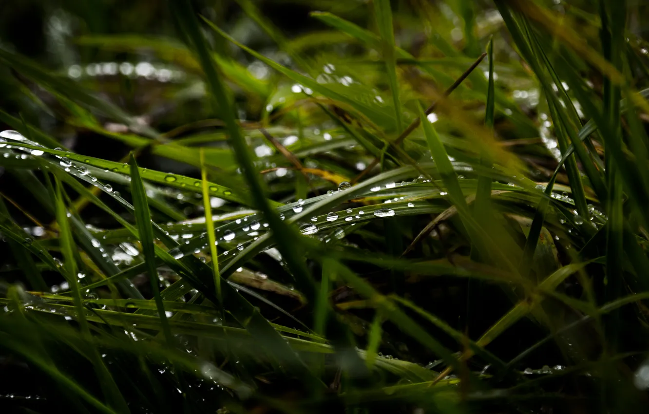 Фото обои Grass, Rain, Wet, Field, Macro, Meadow, Drops