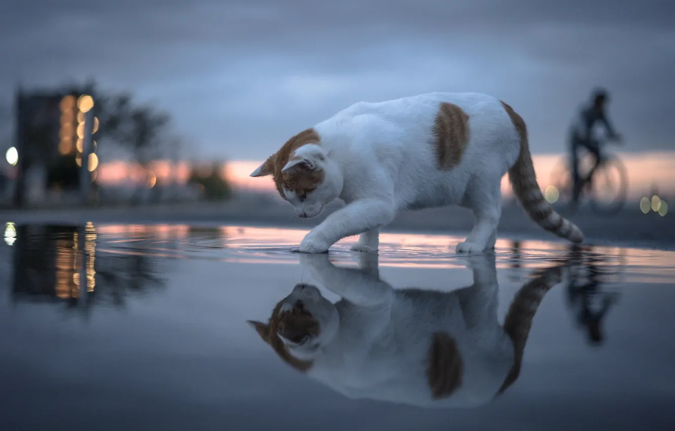 Фото обои кошка, кот, вода, отражение, боке