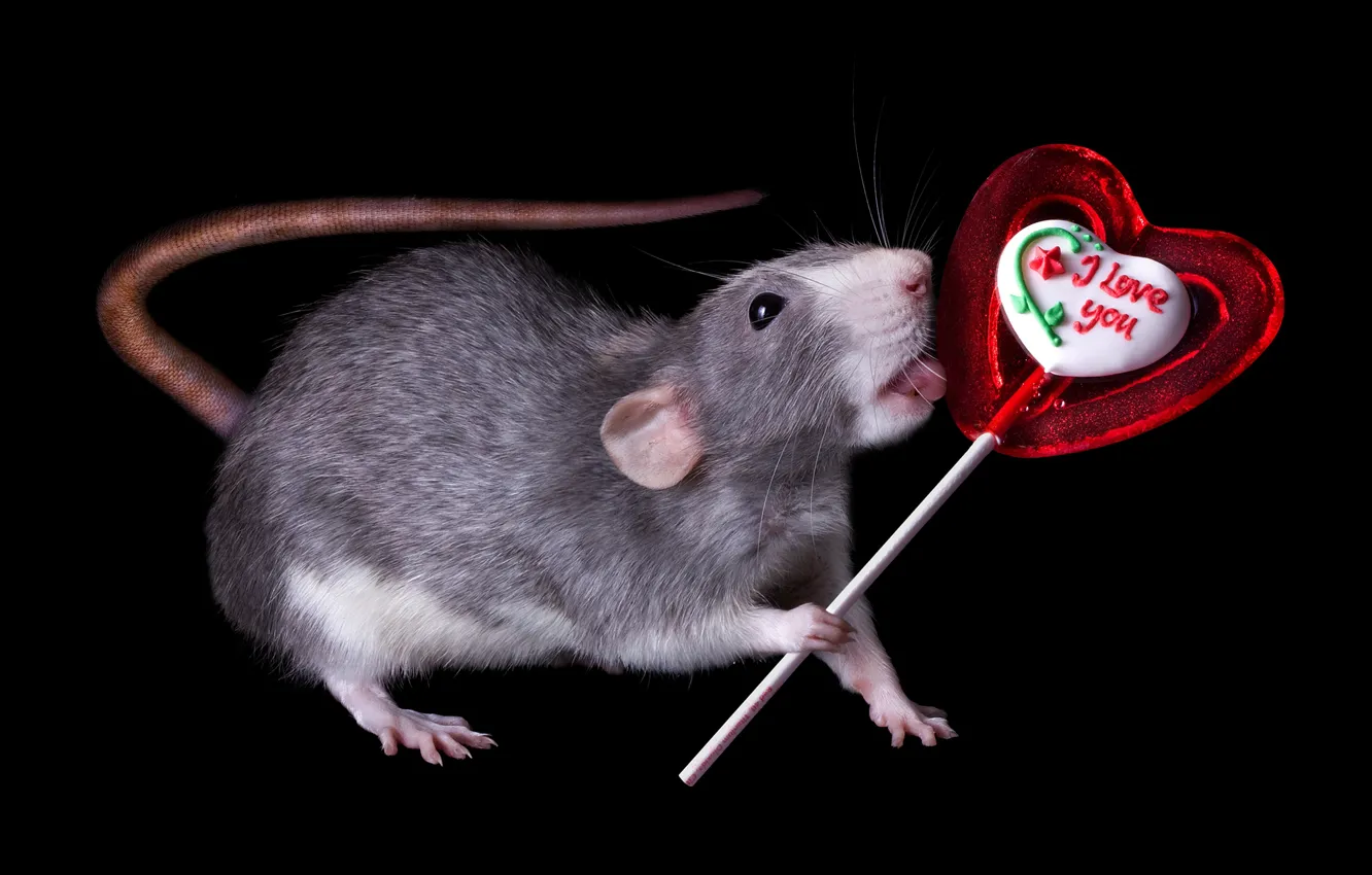 Фото обои сердце, мышь, черный фон, конфета, сердечко, десерт, крыса, на палочке