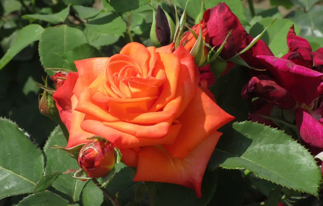 Фото обои роза, красота, Meduzanol ©, лето 2018, оранжевая роза