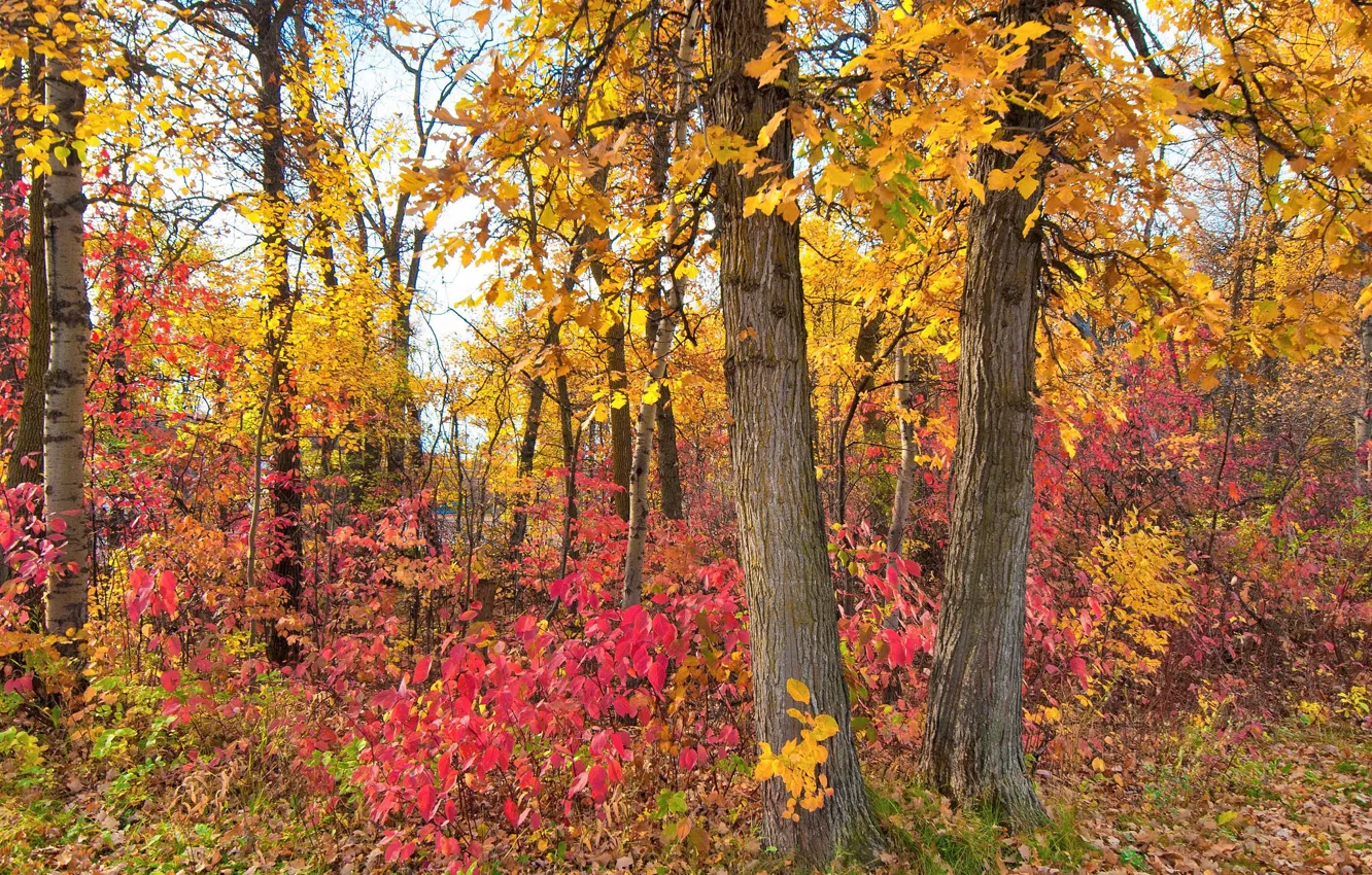 Фото обои осень, лес, листья, деревья, парк, багрянец