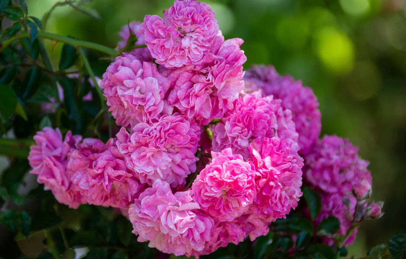 Фото обои розы, розовые, много, розовый куст