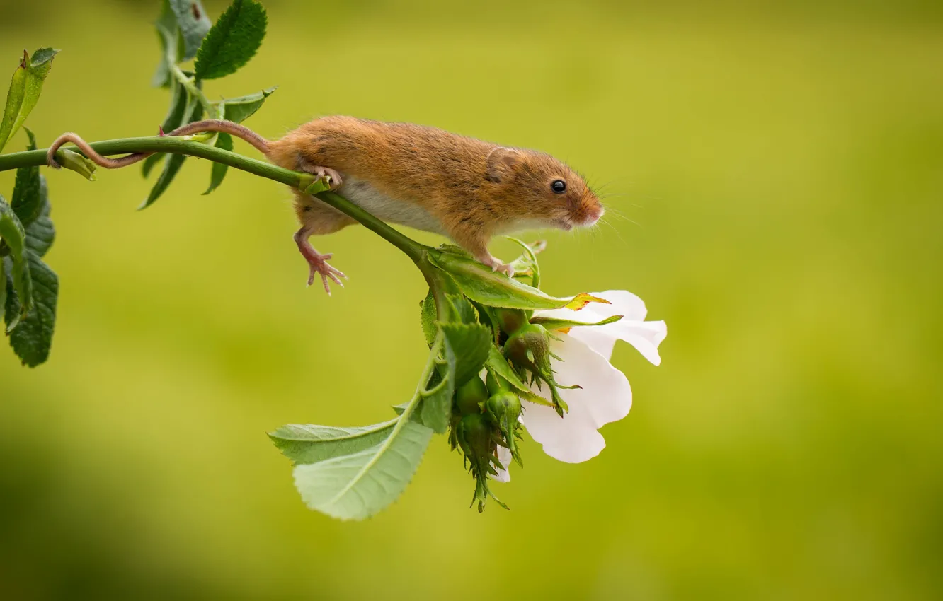 Фото обои цветок, мышь, малютка