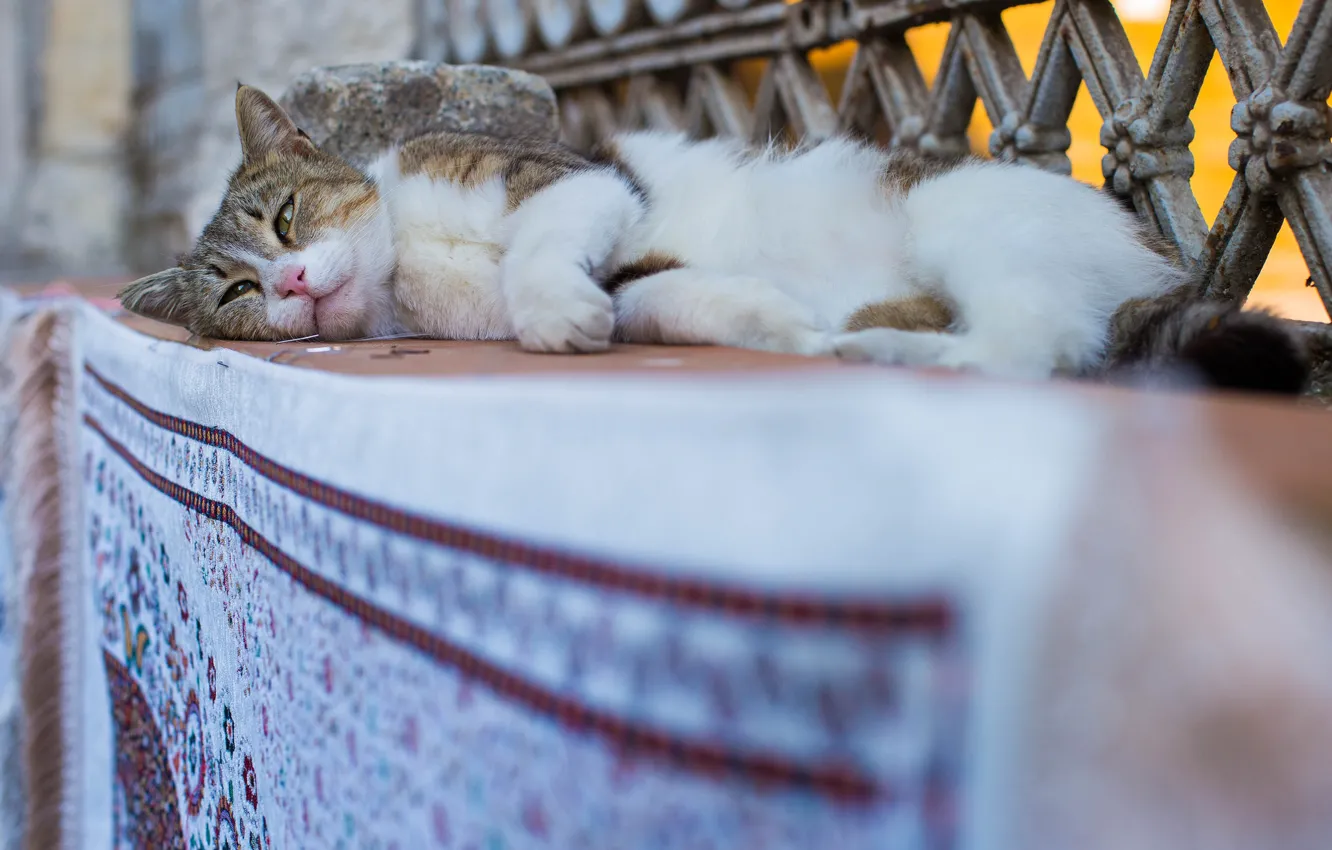 Фото обои отдых, Стамбул, Турция, котейка, уличный кот