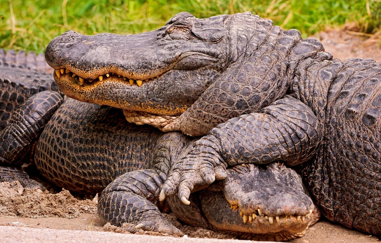 Фото обои reptiles, feet, teeth, scales, crocodiles