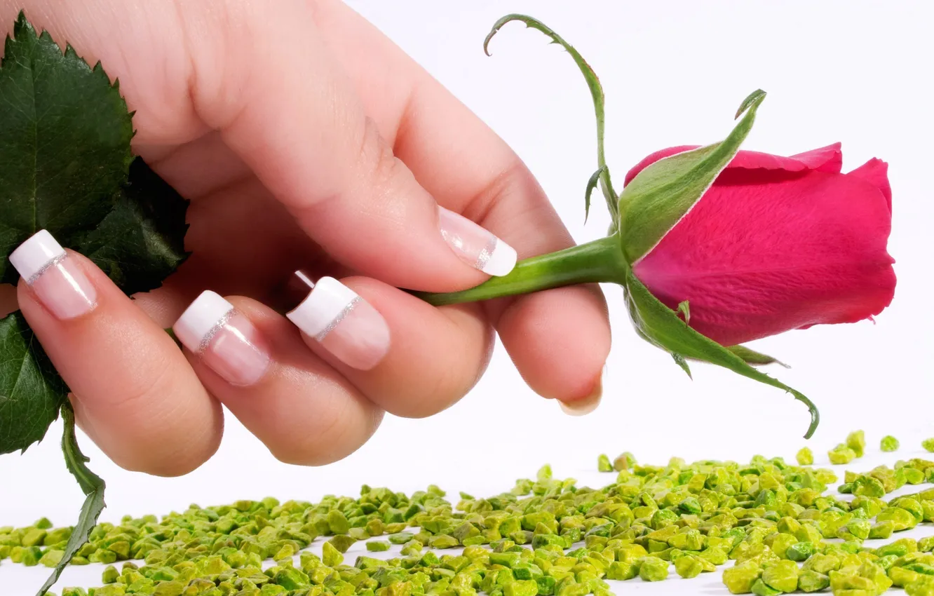 Фото обои цветок, розовый, роза, цвет, рука, ногти, маникюр, французский