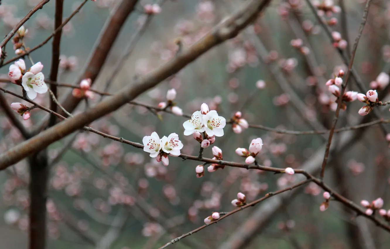 Фото обои pink, flowers, china, plum flower