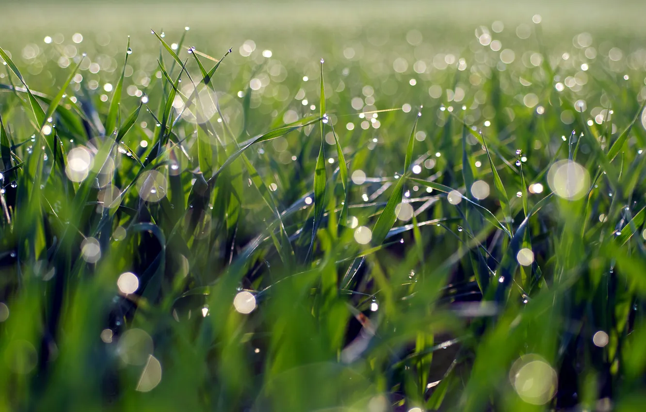 Фото обои трава, макро, роса, блики, утро