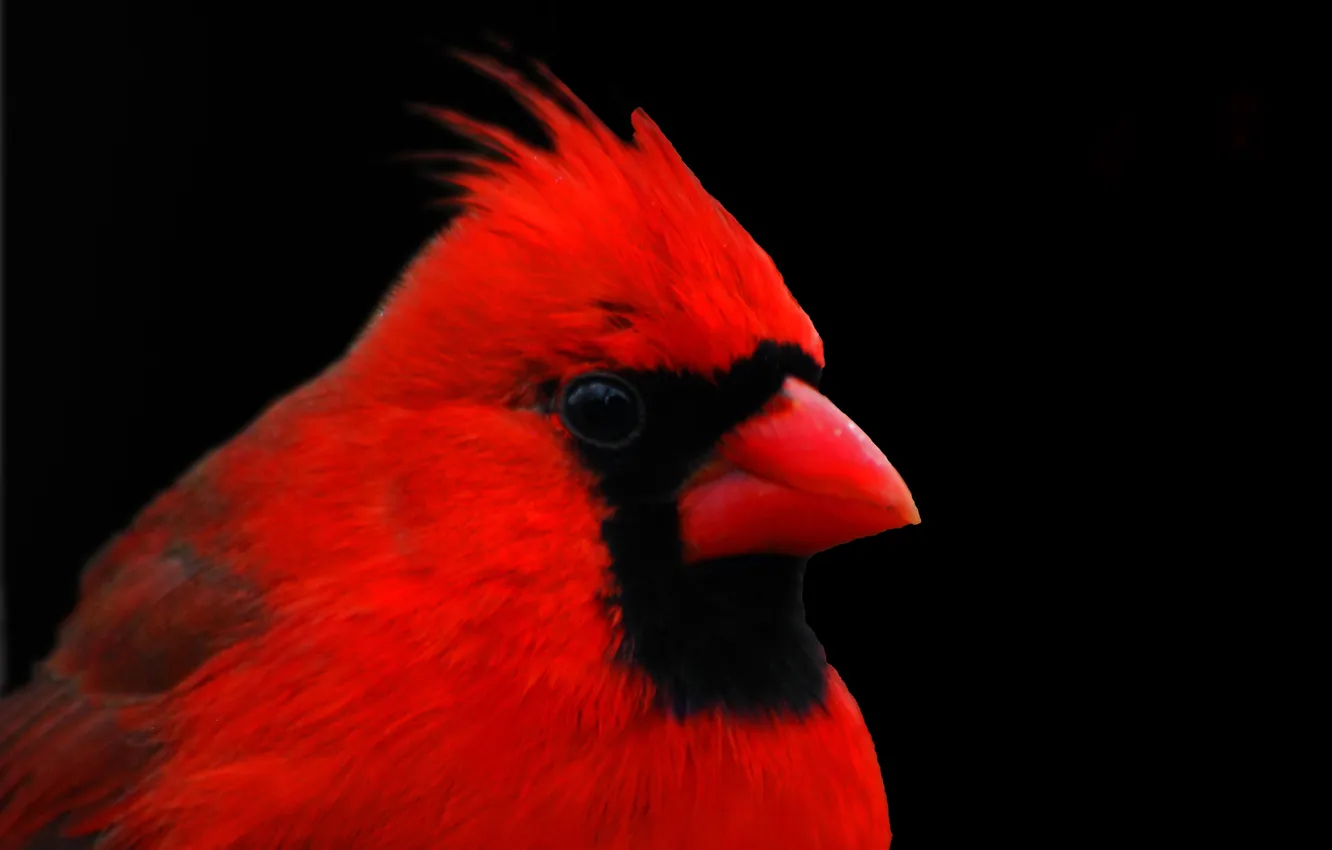 Фото обои макро, птица, перья, клюв, кардинал