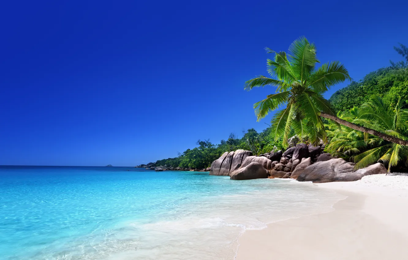 Фото обои песок, море, пляж, тропики, пальмы, берег, summer, sunshine