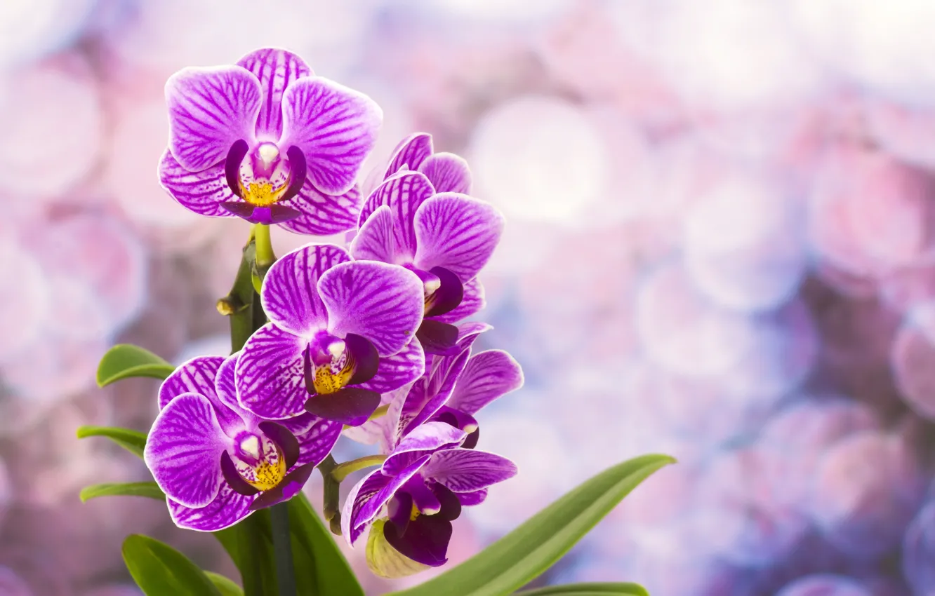 Фото обои цветы, орхидеи, цветение