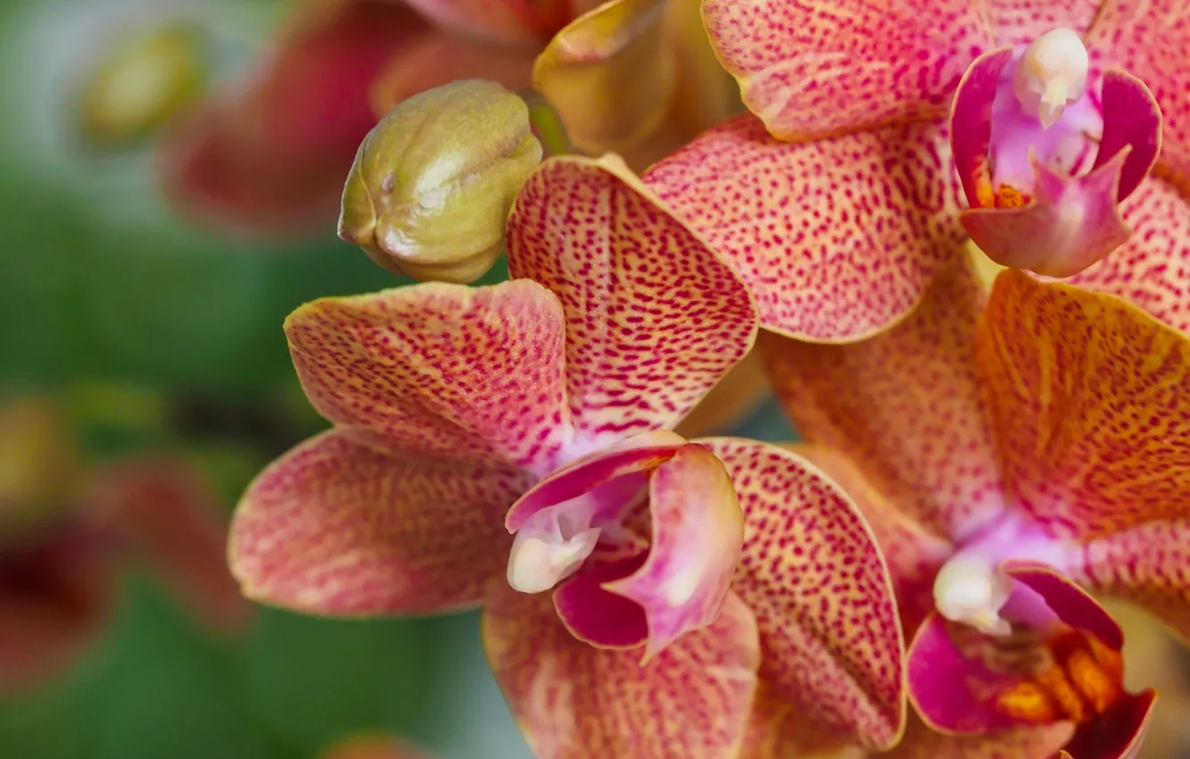 Фото обои макро, орхидеи, экзотика, Фаленопсис
