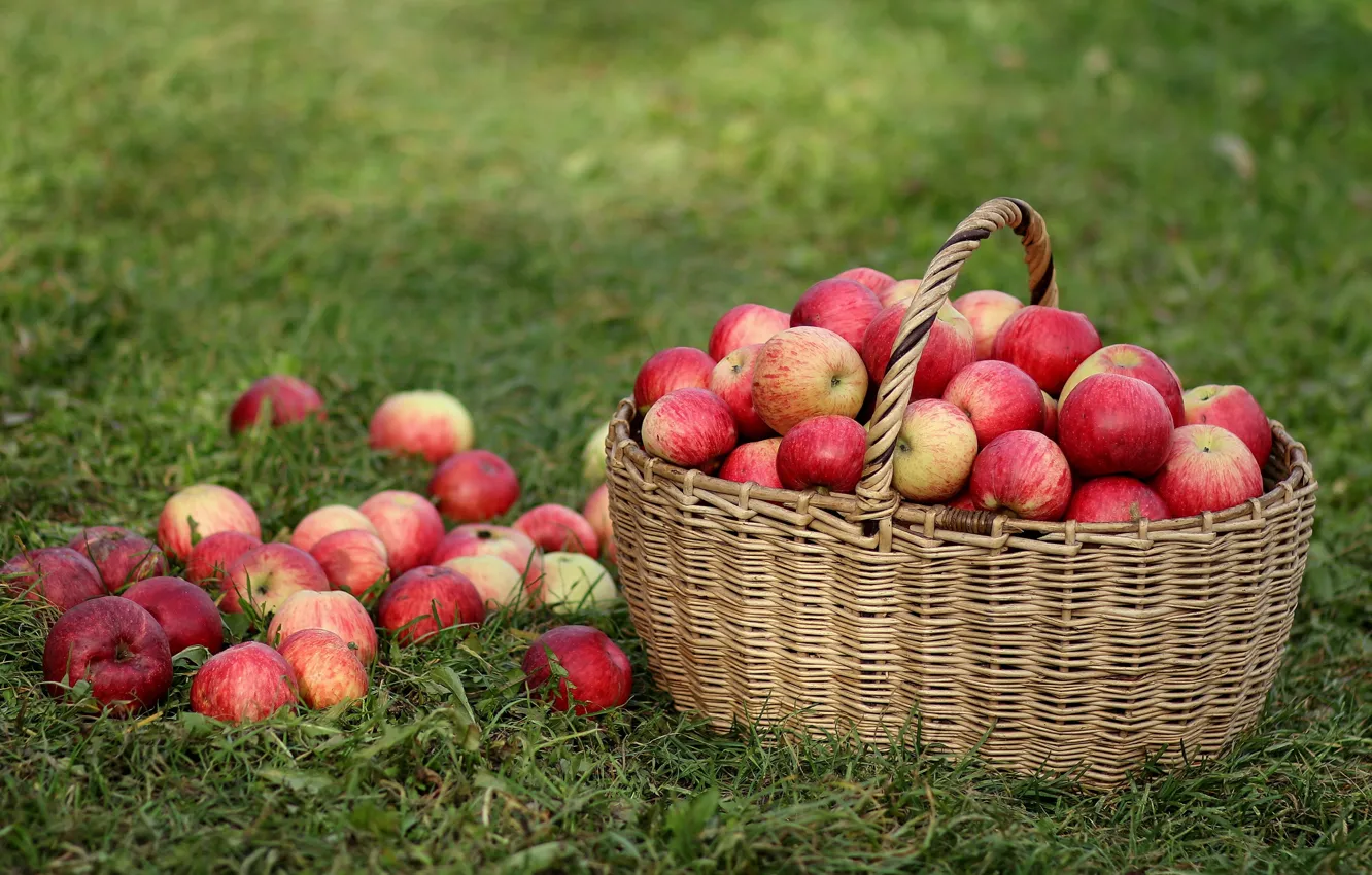 Фото обои трава, корзина, яблоки