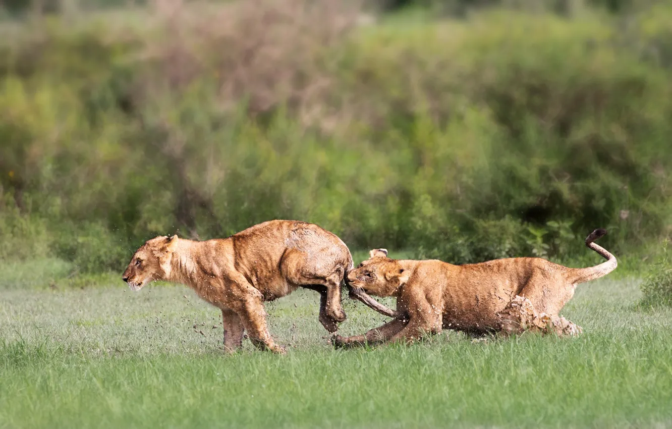 Фото обои lions, playing, mud, Tanzania, cubs, Ngorongoro Conservation Area, Arusa