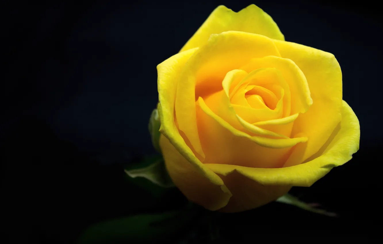 Фото обои Роза, Желтый, Цветок, Бутон