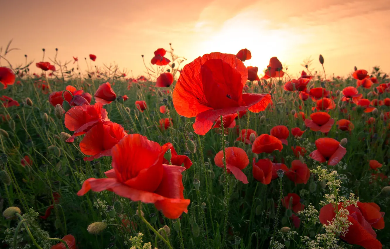 Фото обои поле, небо, цветы, красный, мак, маки