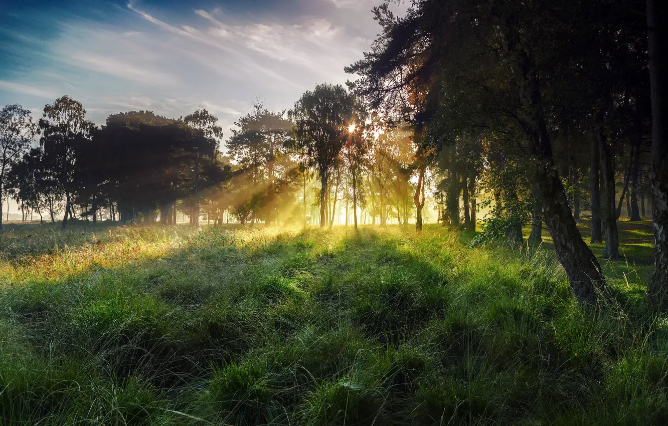 Фото обои осень, небо, трава, солнце, лучи, свет, деревья, туман