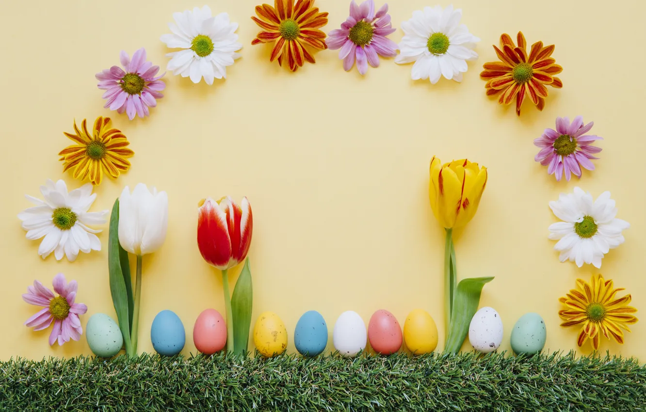 Фото обои трава, цветы, весна, colorful, Пасха, тюльпаны, хризантемы, flowers