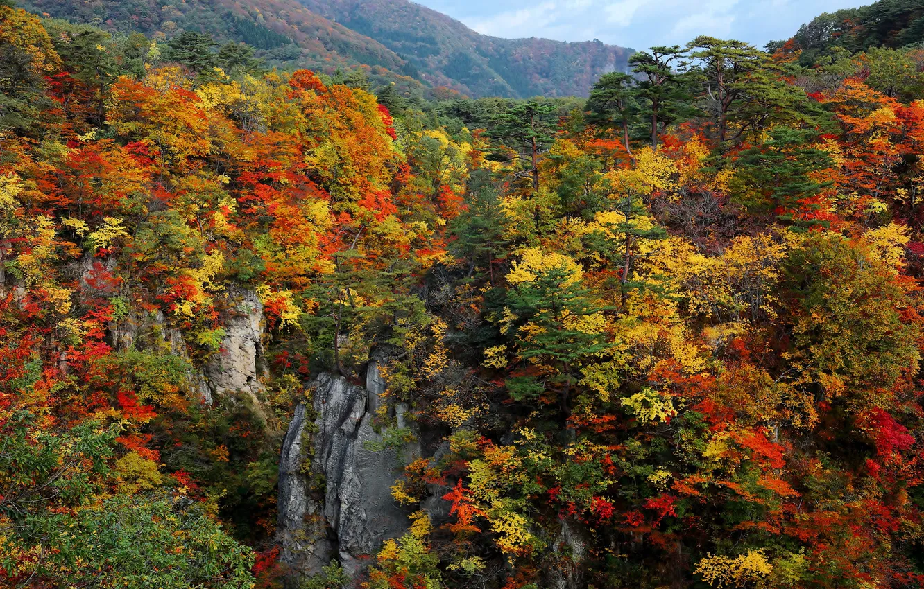 Фото обои осень, лес, небо, деревья, горы, скалы