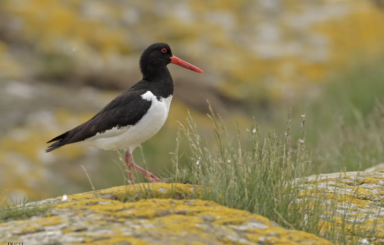 Фото обои природа, камни, птица, DUELL ©