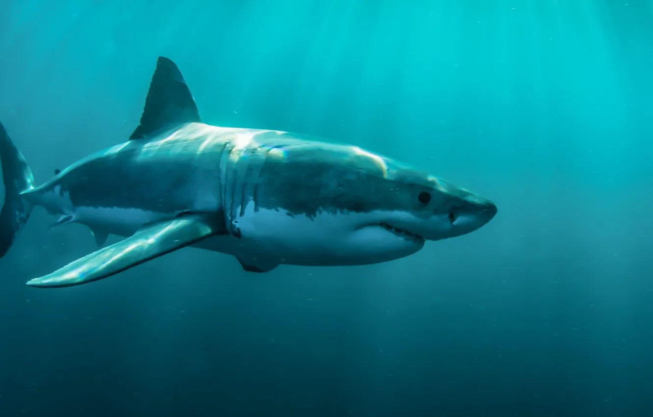 Фото обои underwater, animals, sea, fish, swimming, animal themes, gray shark