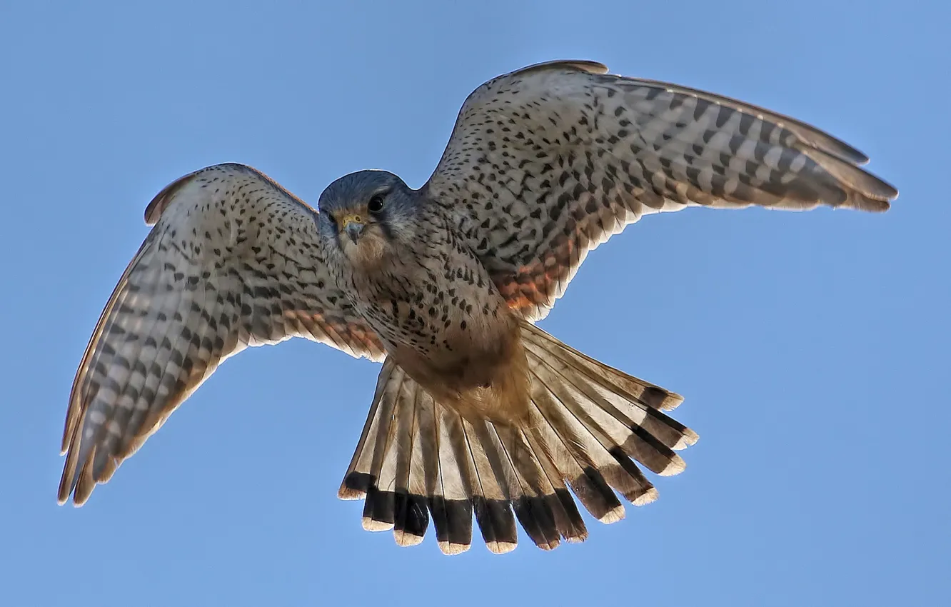 Фото обои полет, птица, охота, смотрит