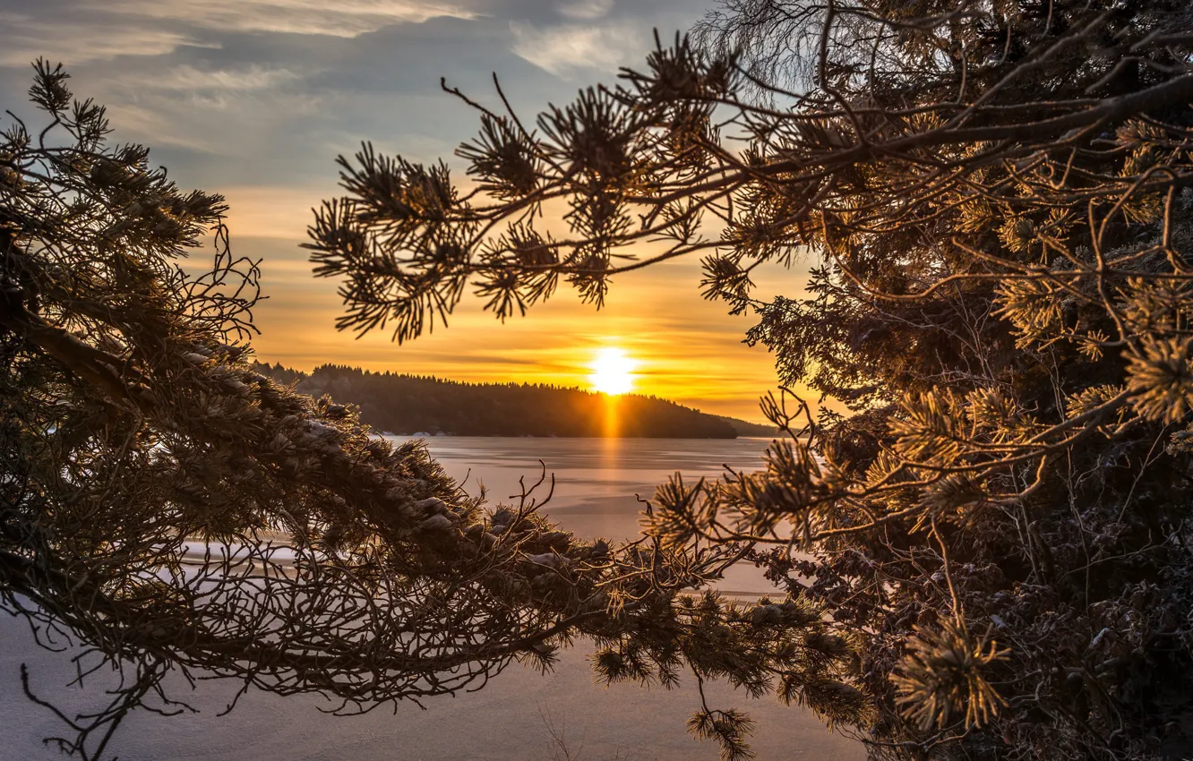 Фото обои лес, озеро, рассвет, утро, Швеция, Sweden