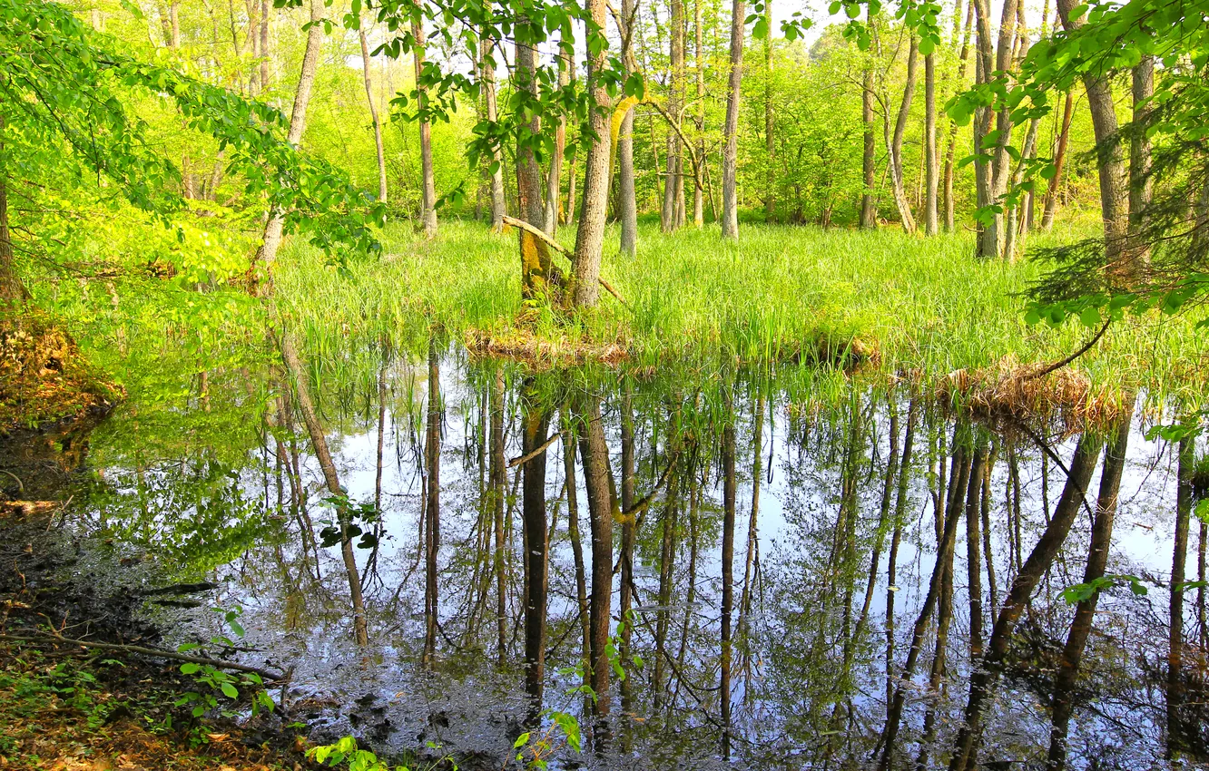 Фото обои лес, трава, вода, деревья, заросли, болото