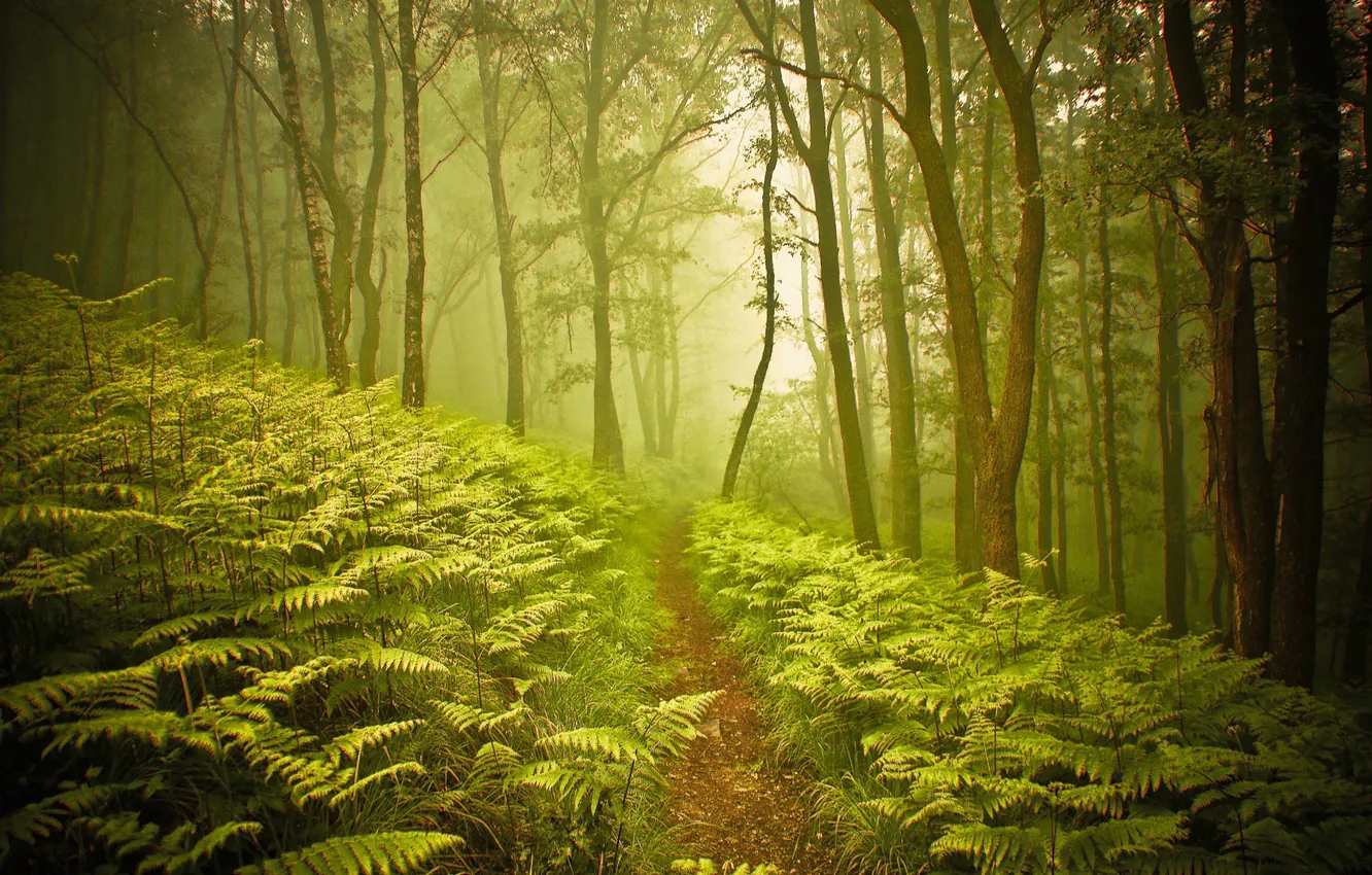 Фото обои лес, природа, тропа, папоротник