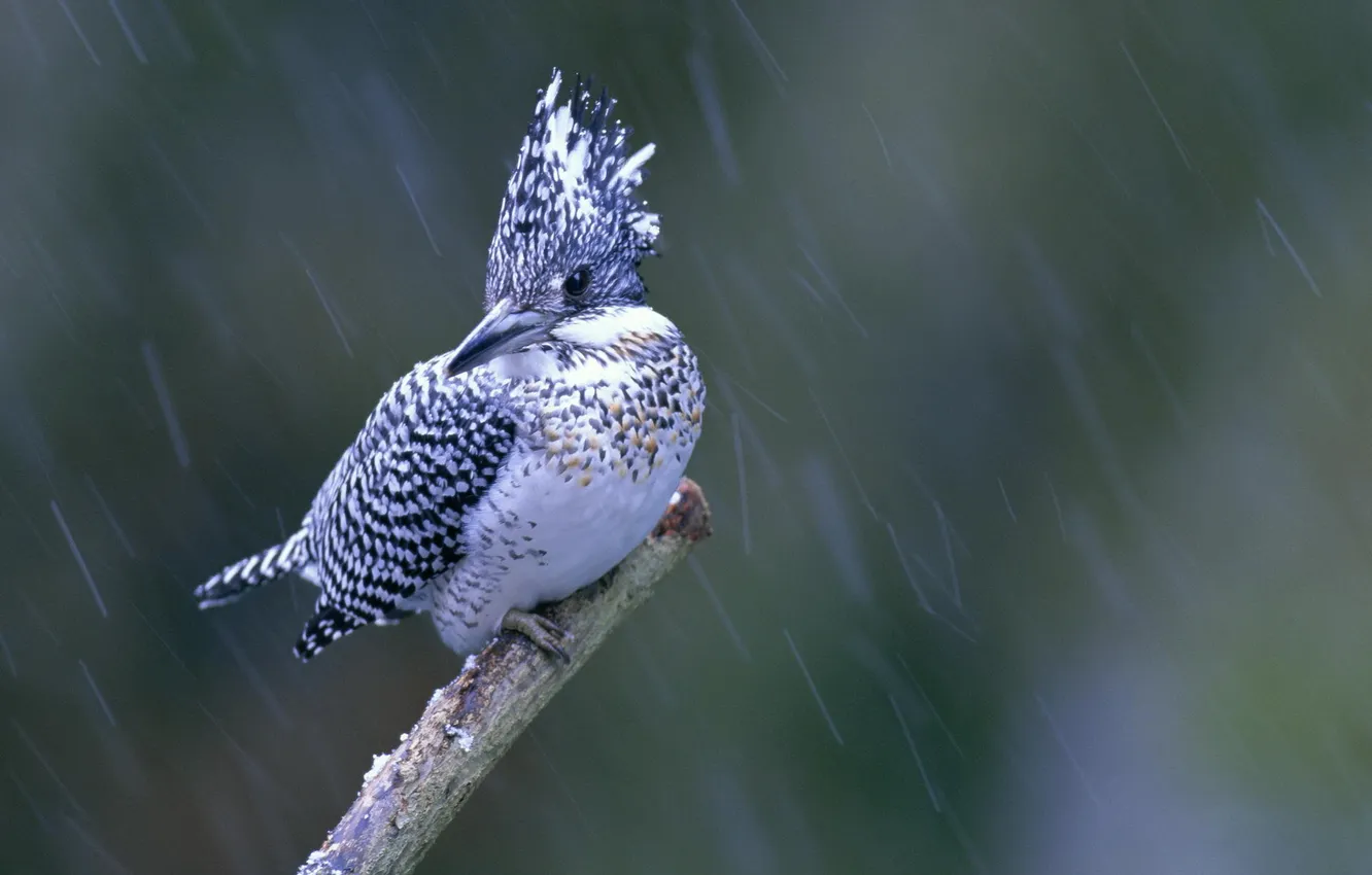 Фото обои макро, дождь, птица, зимородок, птичка. ветка