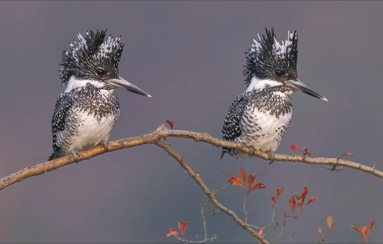 Фото обои two, birds, animal, branch, hairstyle
