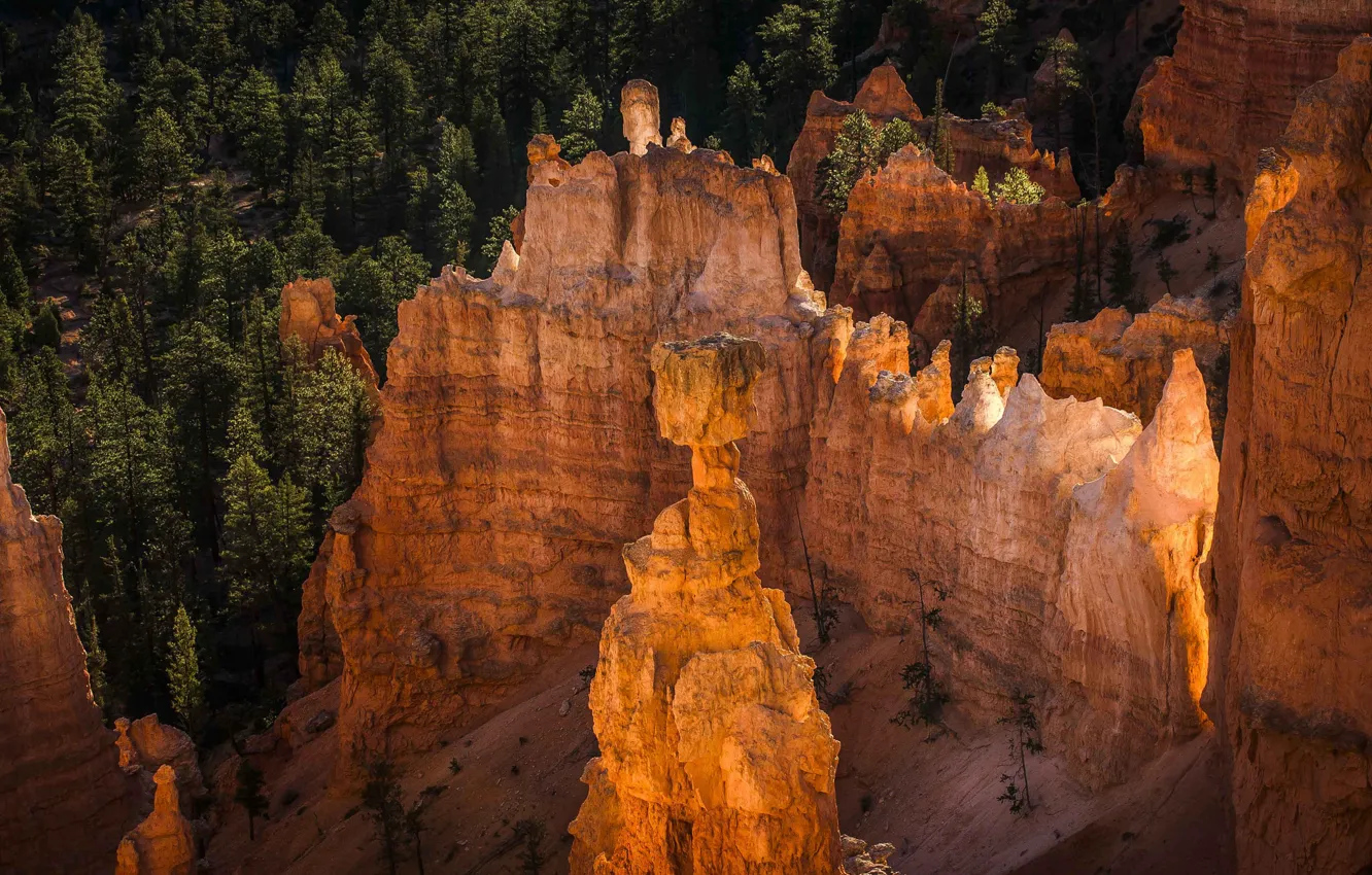 Фото обои закат, горы, дерево, скалы, Юта, США, Bryce Canyon National Park