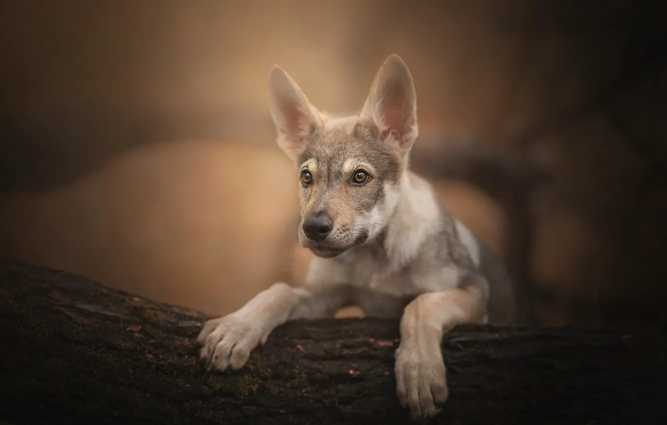 Фото обои взгляд, портрет, собака, щенок, бревно, боке, Чехословацкий влчак, Чехословацкая волчья собака