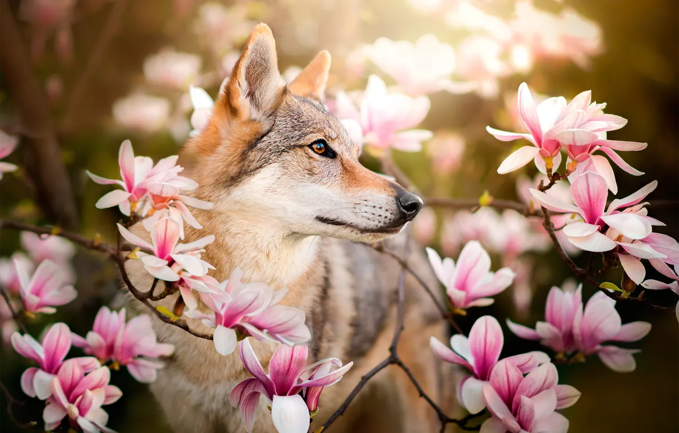 Фото обои цветы, ветки, собака, Chinua, чехословацкая волчья собака