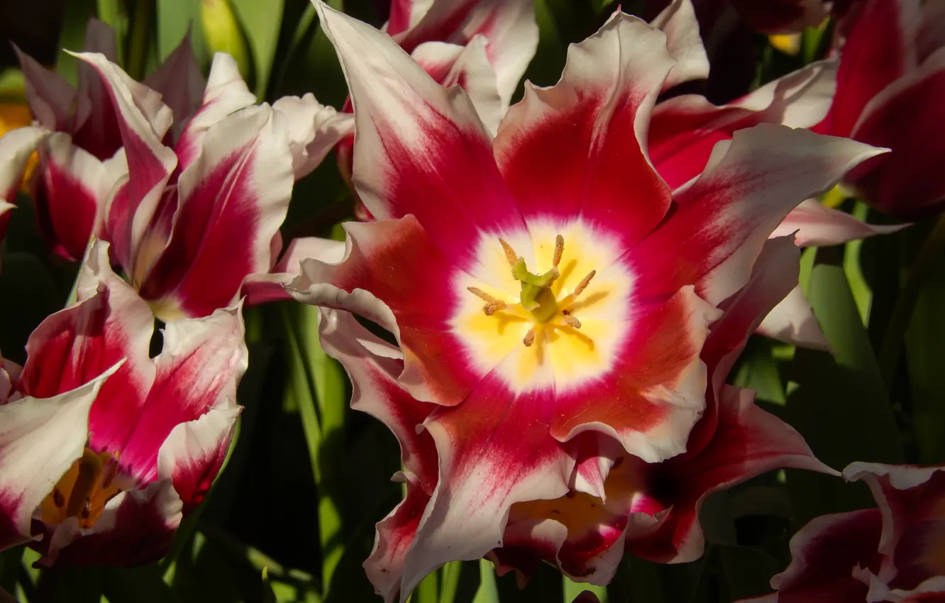 Фото обои цветы, widescreen, обои, тюльпан, весна, тюльпаны, wallpaper, grass