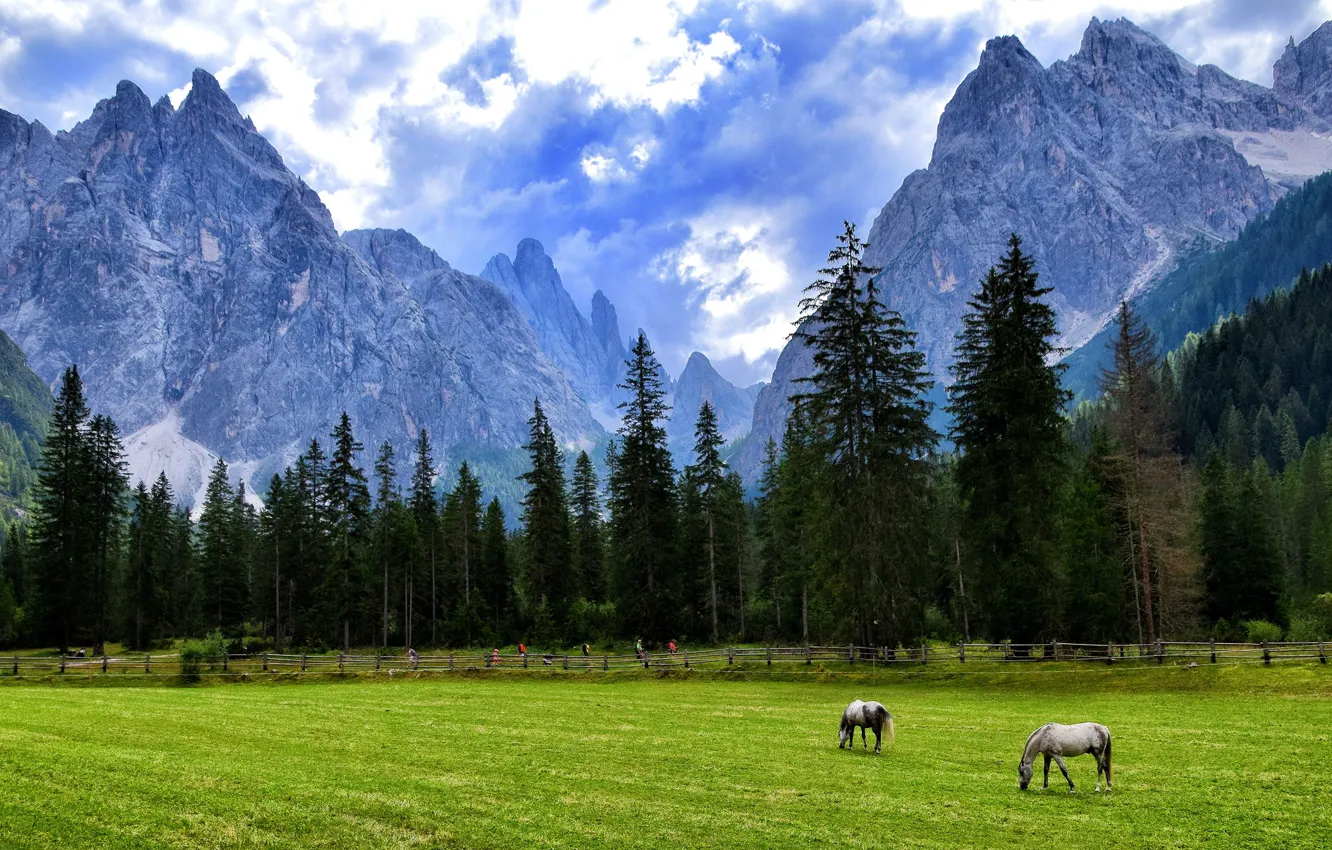 Фото обои поле, пейзаж, горы, вершины, кони, лошади, пастбище, пасутся