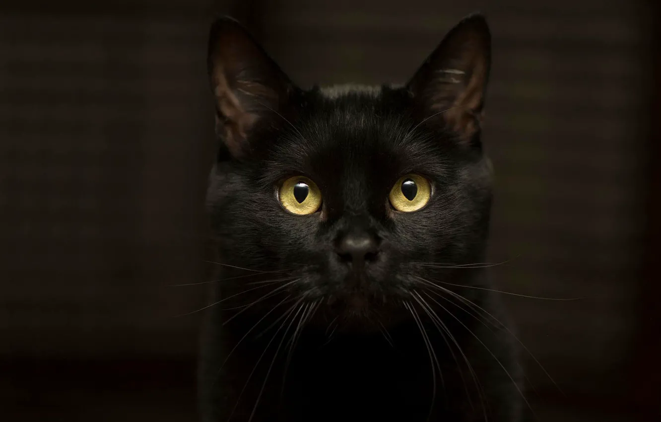 Фото обои кошка, глаза, кот, взгляд, темнота, фон, черный, желтоглазый