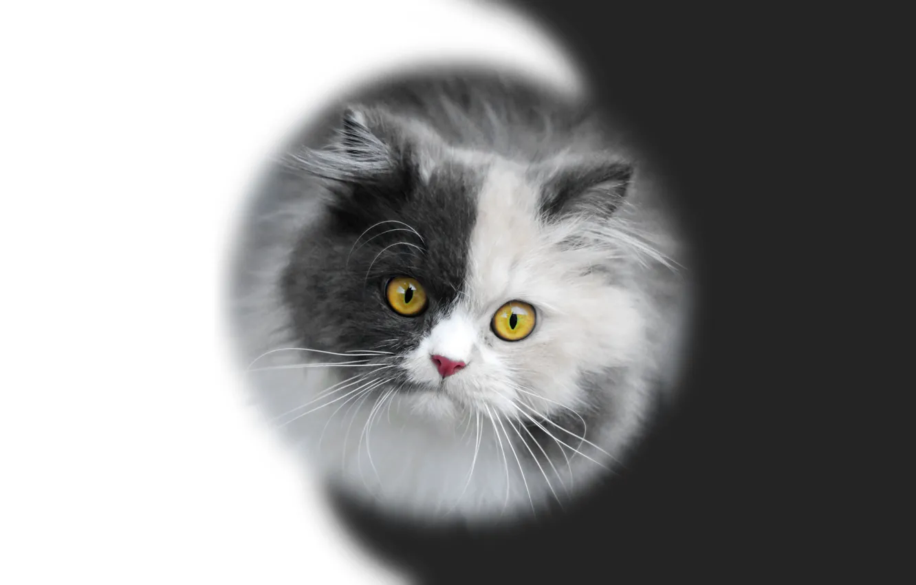 Фото обои котенок, мордочка, kitten, черно-белый фон, инь-янь, черно - белое, by Pyrus-acerba