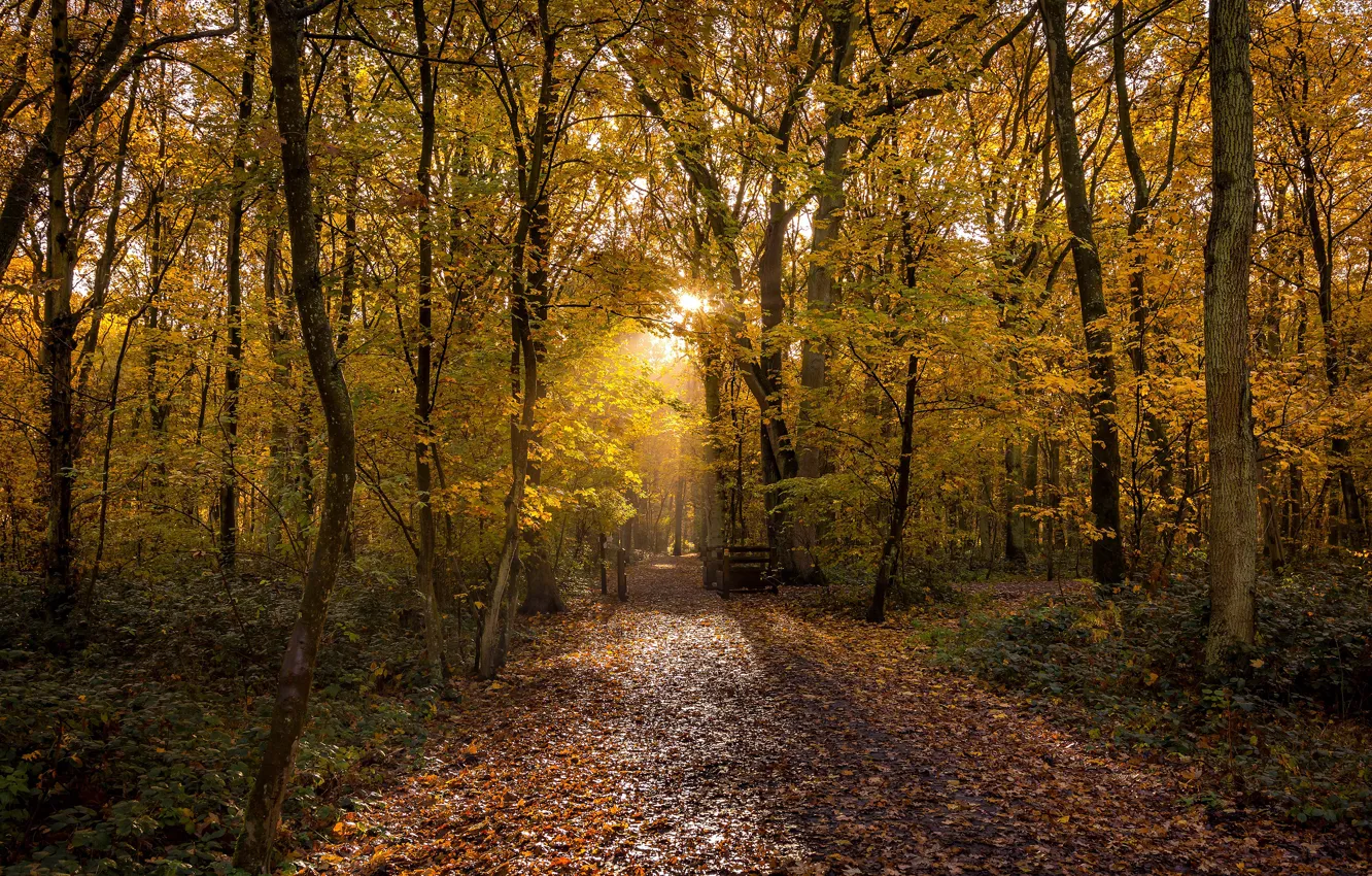 Фото обои осень, лес, солнце, свет, деревья, парк, листва, дорожка